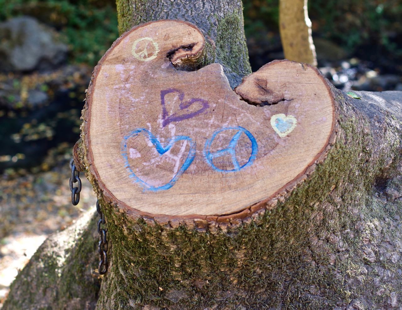 CLOSE-UP OF TEXT ON TREE TRUNK