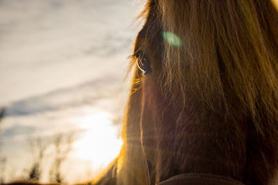 Close-up of horse eye