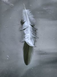 High angle view of feather on water