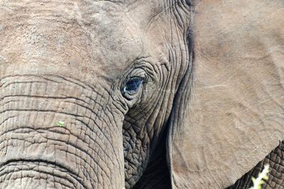 Close-up of elephant