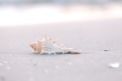 Close-up of shell on the beach