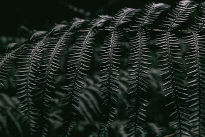 Close-up of fern