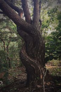 Low angle view of tree trunk