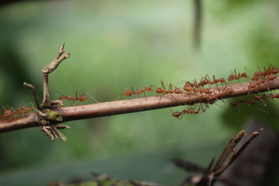 Red ants are harmonious, communicating, helping each other build nests