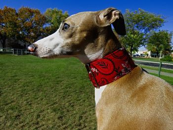 Close-up of a dog on field