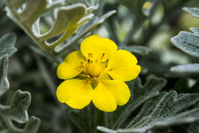 Close-up of bee on yellow flower