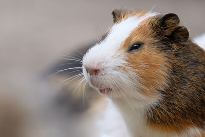 Close-up of guinea pig