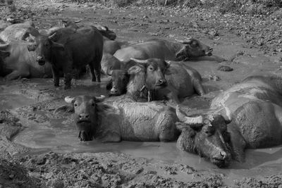 View of sheep on land