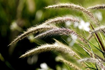 Close-up of green plant