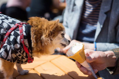 Adorable pomeranian puppy dog in traditional yukata dress smell and eat softcream ice cream