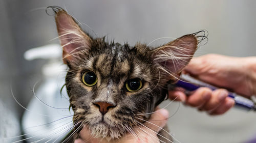 Cat washing and grooming close up getting professional service at pet salon by groomer