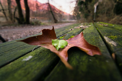 Close-up of maple leaf on leaves