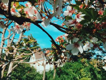 Low angle view of white flowers