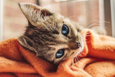 Close-up portrait of cat