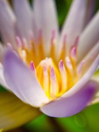 Close-up of yellow flower