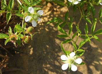 Close-up of white flowers