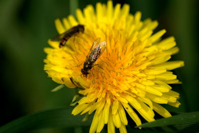 Close-up of bee pollinating on flower