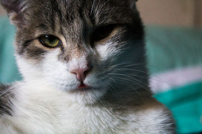 Close-up portrait of cat