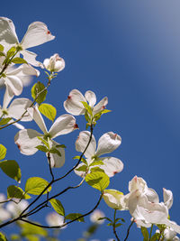 Low angle view of white flowering against clear blue sky