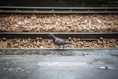 Pigeon perching on railroad track