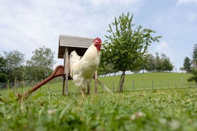 View of a bird on grass