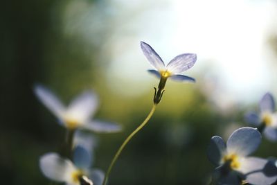 Close-up of flowers blooming outdoors