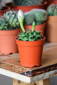 Close-up of succulent plant on table