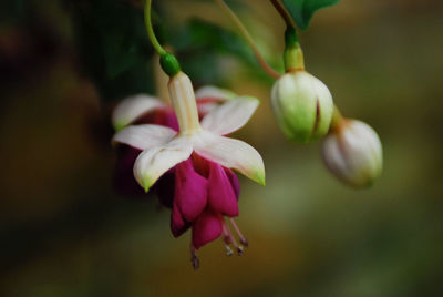 Close-up of pink flowers