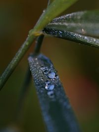 Close-up of raindrops on leaf during winter