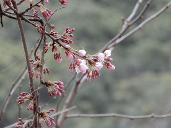 Close-up of pink cherry blossom