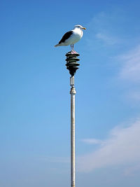 Low angle view of bird perching on street light