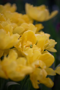 Close-up of yellow flowering plant