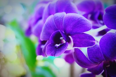 Close-up of purple flowers blooming outdoors