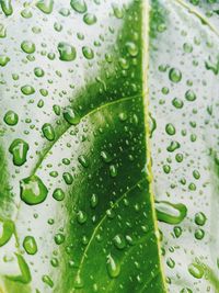 Full frame shot of raindrops on leaf