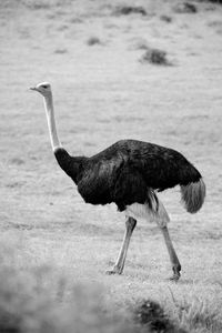 Side view of a bird on a field