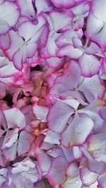 Close-up of pink flower