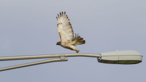 Low angle view of bird flying against clear sky