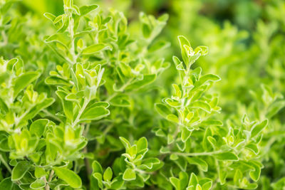 Close-up of fresh green plant in field