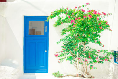 Close-up of flowers against wall