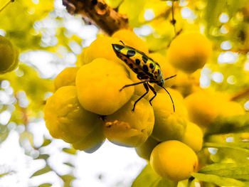 Close-up of butterfly on yellow flower