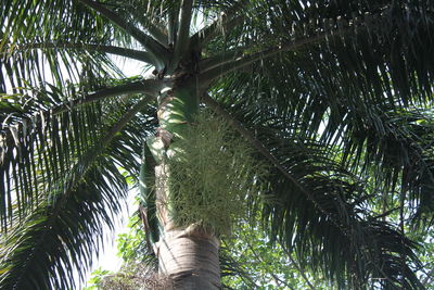 Low angle view of palm tree against sky