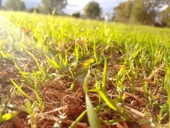 Close-up of grass growing on grassy field