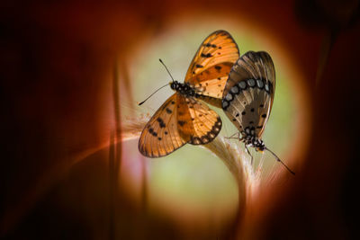 Close-up of butterfly pollinating flower