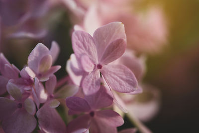 Close-up of pink flowering plant