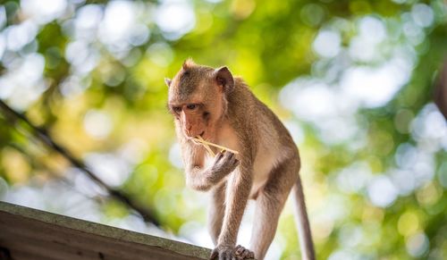 Low angle view of monkey on tree