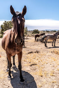 Wild horses in nevada desert