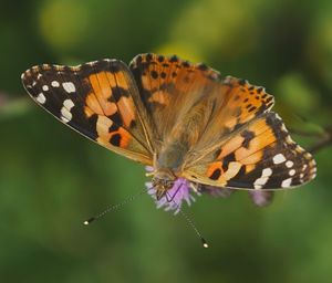 Close-up of butterfly pollinating on flower