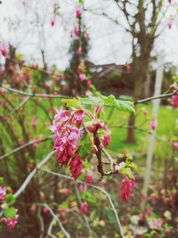 Close-up of pink flowering plants on field