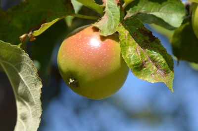 Close-up of apple growing on tree