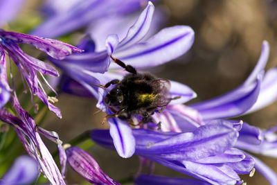 Close-up of bee pollinating on purple flower